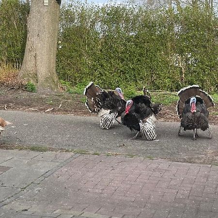 Zomerdijk-Inn Zuid Wanneperveen ภายนอก รูปภาพ